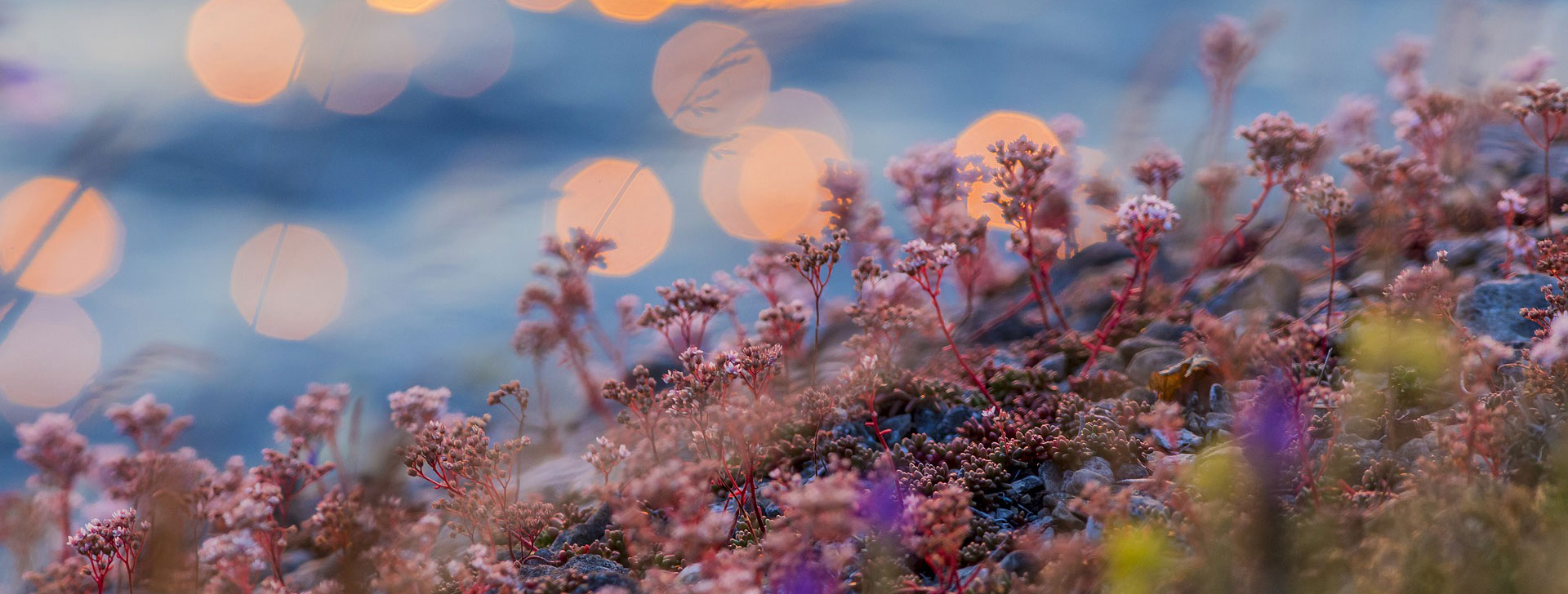 Sabina Vatter Homeopath in the Northern Beaches